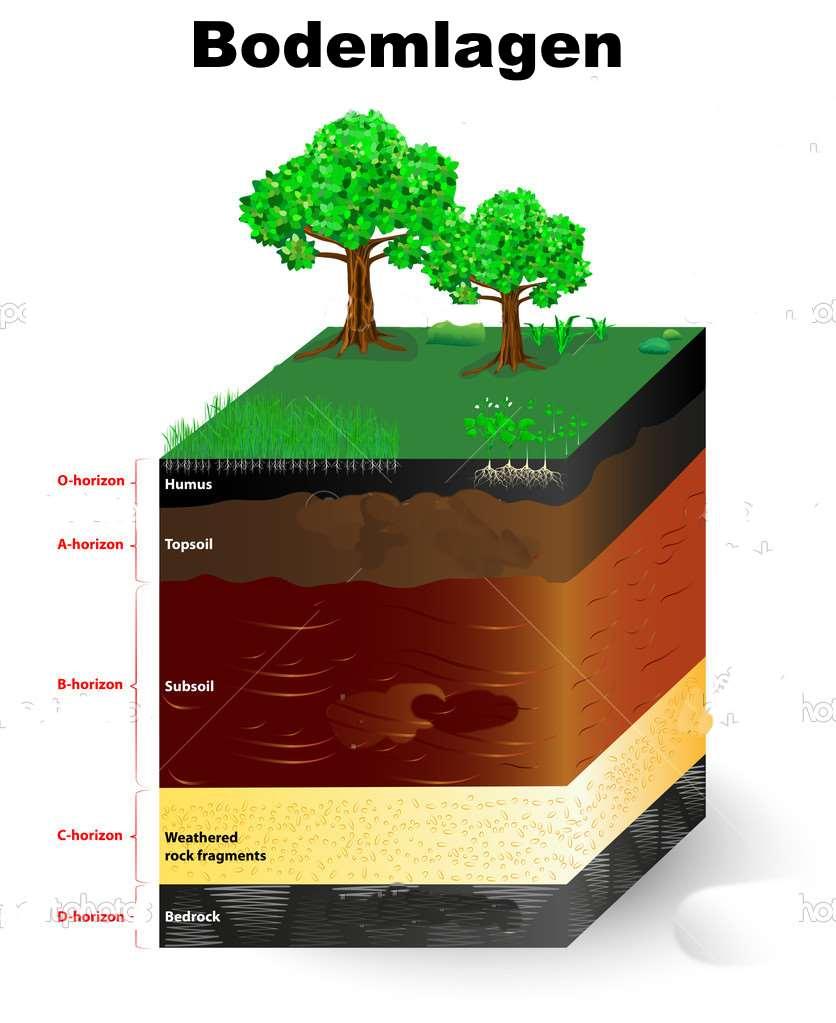 De bodemvormende processen veroorzaken veranderingen in de samenstelling van de bodem, die