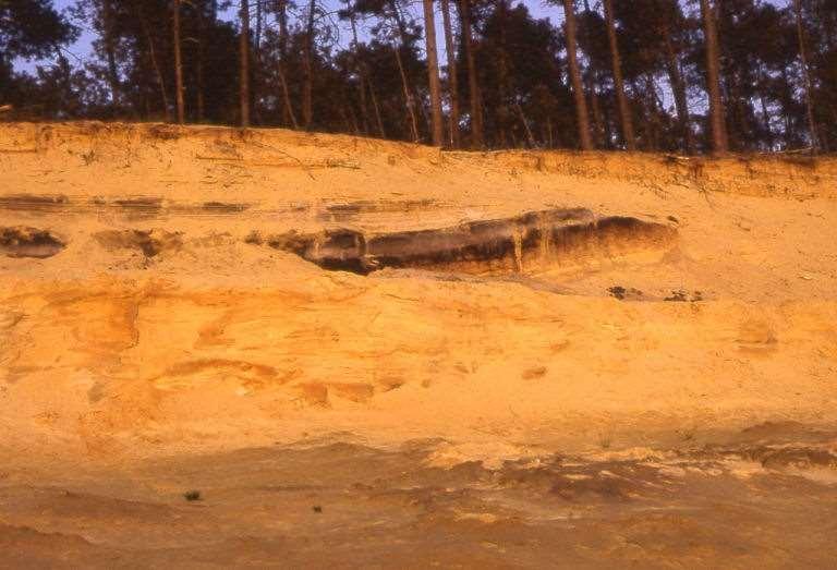 Soms tref je een podzol aan met een zandpakket erop. Zo'n podzolbodem is na zijn vorming afgedekt geraakt met stuifzand.