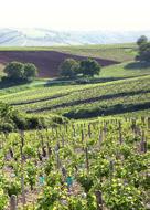 Vin de Corse Corsica is de bakermat van grote witte wijnen. Dat bewijst deze vermentino, een toonbeeld van elegantie en verfi jning.