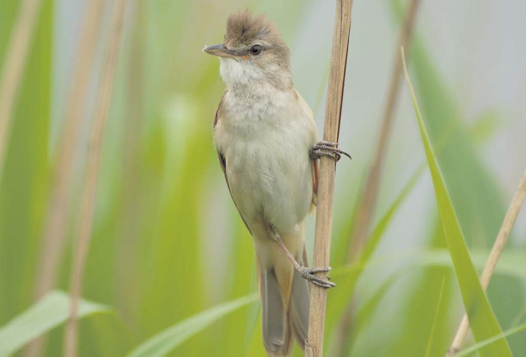 Ze passen bij de bijzondere natuurwaarden die het gebied nu al rijk is.