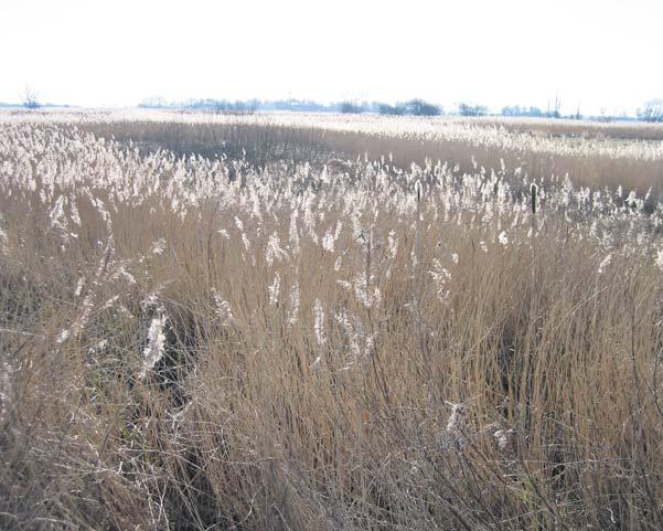 In Scherenwelle worden de bestaande natuurwaarden versterkt en waar mogelijk uitgebeid. Het voor Nederland zeer bijzondere kievitsbloemhooiland wordt verder uitgebreid.