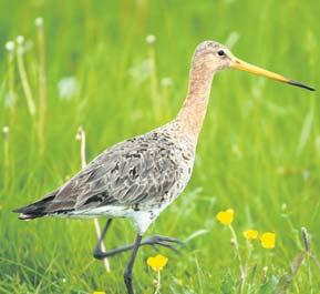 Een deel van de Koppelerwaard wordt in het voorjaar langer nat gehouden waardoor de leefomgeving wordt versterkt van weidevogels als de kievit en de grutto.