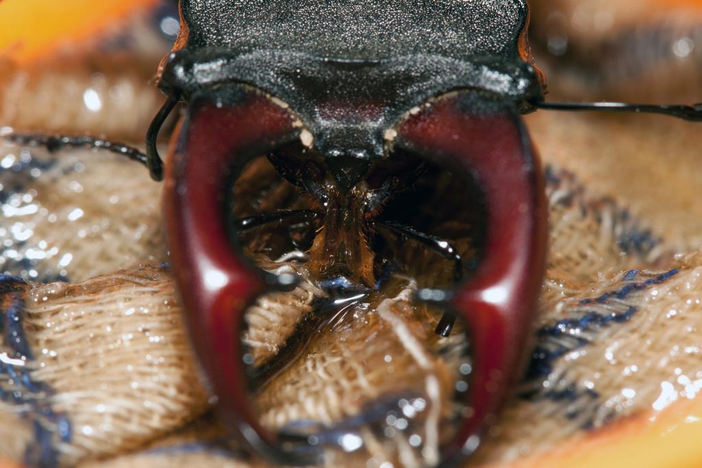 Rapport: EIS kenniscentrum Insecten een positief resultaat geteld. Waarbij een pavlov-reactie op de geur van de lokstof natuurlijk niet utgesloten kan worden.