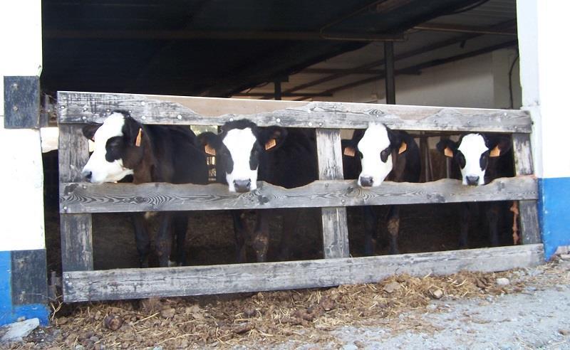 Dat is dus eigenlijk de natuurlijke basis van de blaarkopfokkerij. Zonder dat Phil wist dat ondergetekende blaarkopfan is, kwam hij uit op de Blaarkop om aan te bieden bij de kruisingen.