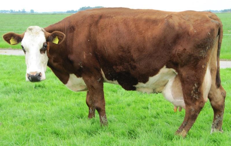 Hoge levensproducties De jaarlijkse database van CRV ontvingen wij half juni en daarin zijn via handmatige optelling de volgende koeien met een levensproductie van meer dan ca. 70000 kg melk gevonden.