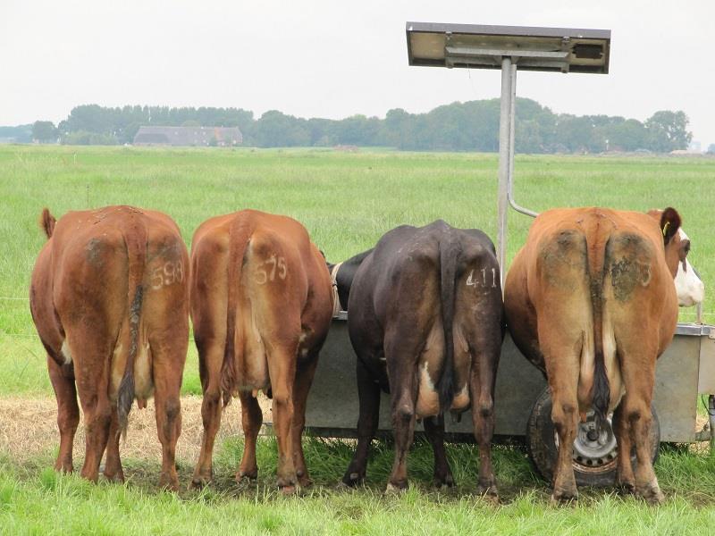 bij veehouder Van Helvoort te Oosterwijk. Die had een halfjaar eerder de kalfjes èn de driejarige stier Amon gekocht, en ze wilden wel eens zien hoe het met ze ging.