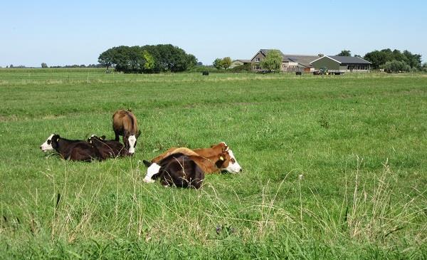 Bedrijfsreportage: Jeroen van der Kooij Op de Blaarkopstudiedag in 2012 was Jeroen van de Kooij uit Maasland één van de veehouders die een verhaal vertelde over zijn bedrijf.