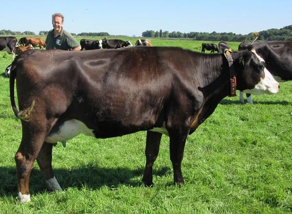 vorm krijgt en ook gebleken is dat er binnen het blaarkopras een ruim potentieel A2-melk is en er best kans is dat die melk in de toekomst meer opbrengt, heeft Van de Kooij nu gekozen voor