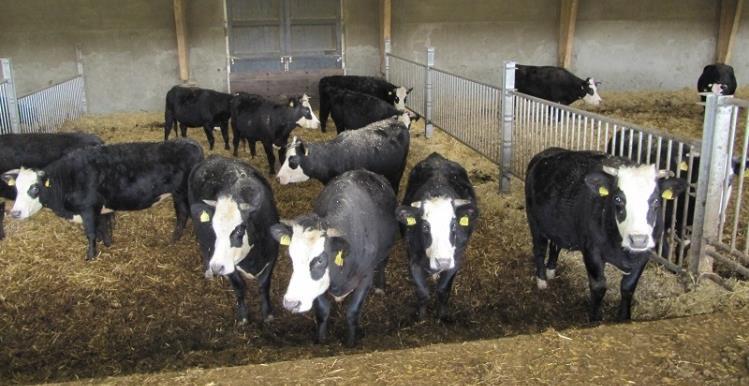 De gemiddelde producties en de hoogsten per leeftijdsgroep hebben we in februari gepubliceerd. De andere cijfers van het boekjaar sept. 2014 t/m augustus 2015 kwamen pas later ter beschikking.