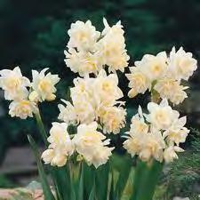 Opvallend is ook de bloeirijkheid van deze narcissen, 2 tot 3x zoveel bloemen per pot in vergelijking met de Franse en vroege Hollandse narcissen.
