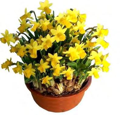 de bekende gele bedrukte Fiorile pot geleverd zonder steeketiket - 4- en 6-pack met bedrukt hengsel Bedrukte potten 12 en 9 cm