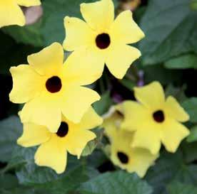 Zelfs op minder zonnige locaties kan de thunbergia