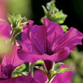 Het assortiment geranium is leverbaar in de kleur rood-lila.