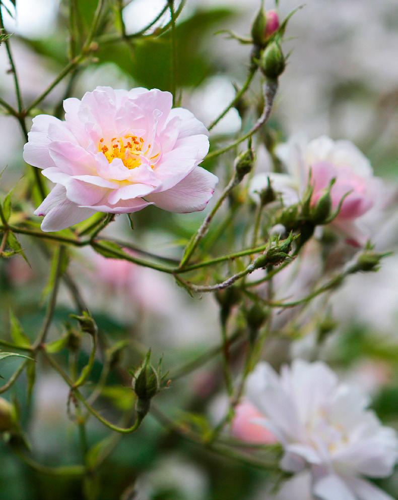 Tuinroos in bloei