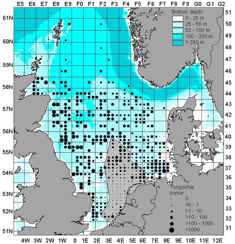 pagina 10 van 13 Rapport C082/05 Figuur 4: Gemiddelde jaarlijkse vangst (aantallen per uur) voor tongschar (Microstomus