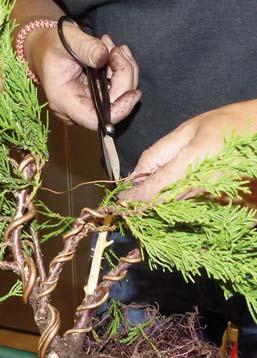 Zoals gebruikelijk tijdens een NTC hadden de deelnemers 3 uur de tijd om van een jeneverbes struik een bonsai te vormen.