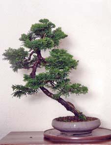 Verzorging en bemesting hielden, zeker bezien vanuit een bonsailiefhebber, ernstig te wensen over. Eind jaren negentig kwam ik in aanraking met bonsai.
