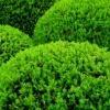 Verschijnselen: koliek, diarree, bloederige urine en krampen. Buxus Buxus sempervirens Alle plantendelen bevatten gifstoffen.