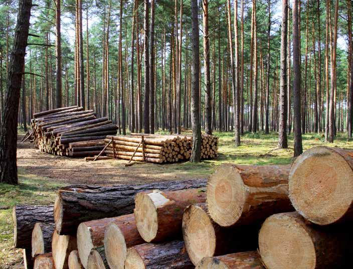 Een hart voor tuinhout Un coeur pour le bois de jardin als groothandelaar en producent in tuinhout selecteert Cartri waar mogelijk hout uit de verantwoord beheerde bossen in Middeneuropa.