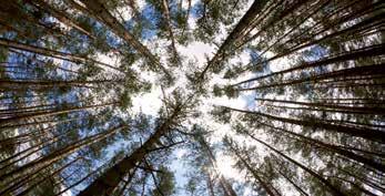 En tant que grossiste et producteur dans le domaine du bois de jardin, CARTRI sélectionne dans la mesure du possible du bois provenant de forêts d Europe centrale gérées de façon durable.