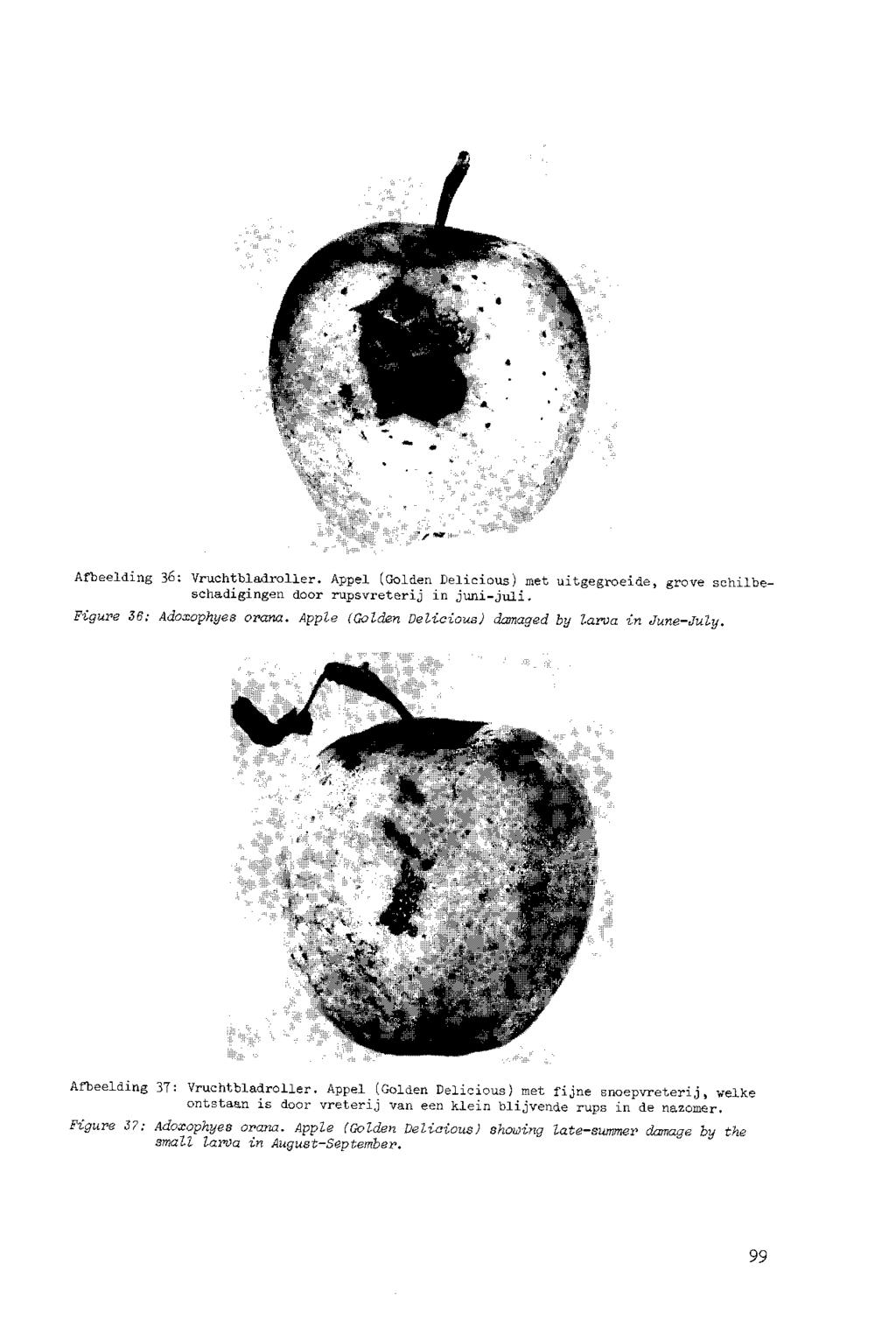 Afbeelding 36: Vruchtbladroller. Appel (Golden Delicious) met uitgegroeide, grove schilbeschadigingen door rupsvreterij in juni-juli. Figure 36: Adoxophyes orana.