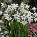 DIVERSEN Acidanthera bicolor