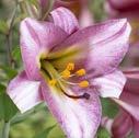 Lilium Lankongense Art.