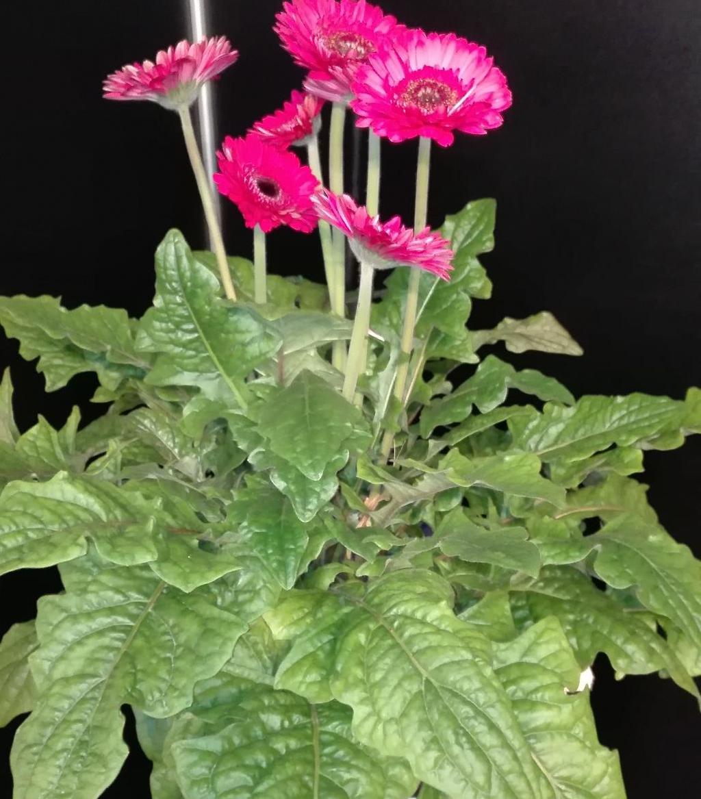 De Bruyne-Flandresse :Patio Gerbera : 25 cm : vanaf week 21