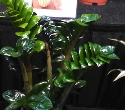 Duynplant : Zamioculcas Zenzi :14 cm : vanaf begin mei :Nieuw soort.