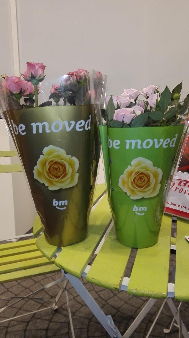 BM Roses : Be Moved Potrozen : 10,5 cm en 12 cm : Introductie in week 12 : BM roses heeft vanaf