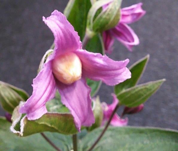 Nolina :Clematis Fenfang