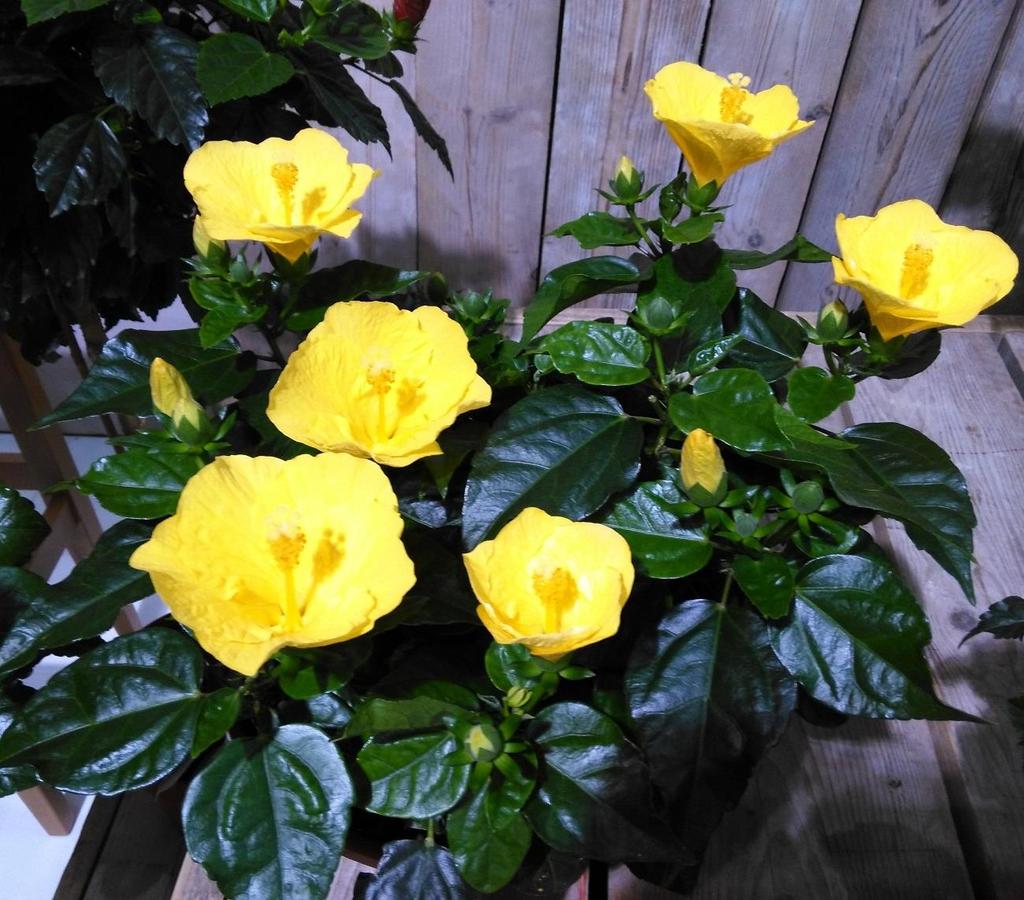 Peeters Potplanten BV :Hibiscus geel, : 13 cm en groter : direct :Nieuwe verbeterde gele Bari (