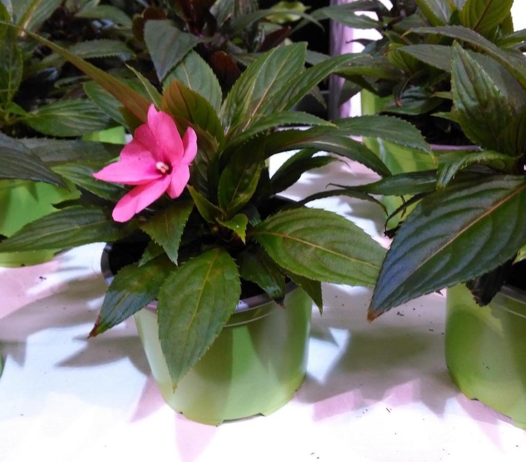 PZ-Planten : Impatiens Nieuw Guinea :10,5 cm potkleur groen :vanaf week 14