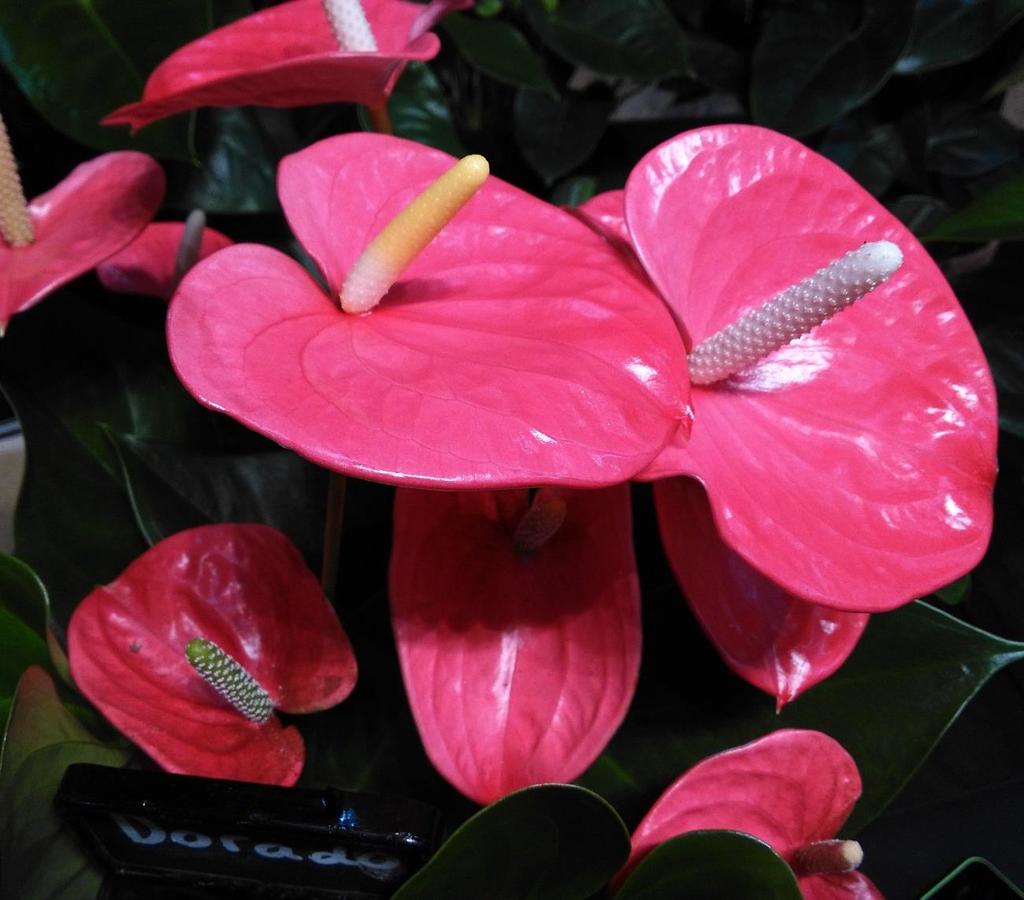 Postplant :Anthurium Dorado :14 cm :Beperkt, direct :Nieuwe