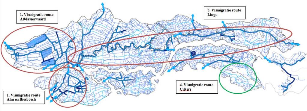 Figuur 7: Vismigratieroutes. Voorbeeld: vistrappen Korne en Gantel In 2014 hebben wij de vistrap in de Korne (Buren) en de Gantel (Sleeuwijk) onderzocht op effectiviteit.