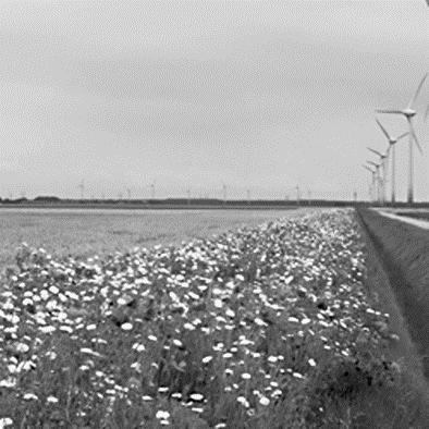 Akkerranden Langs akkers zie je tegenwoordig vaak kleurige stroken met bloemen of met gras en kruiden. Deze stroken worden akkerranden genoemd.