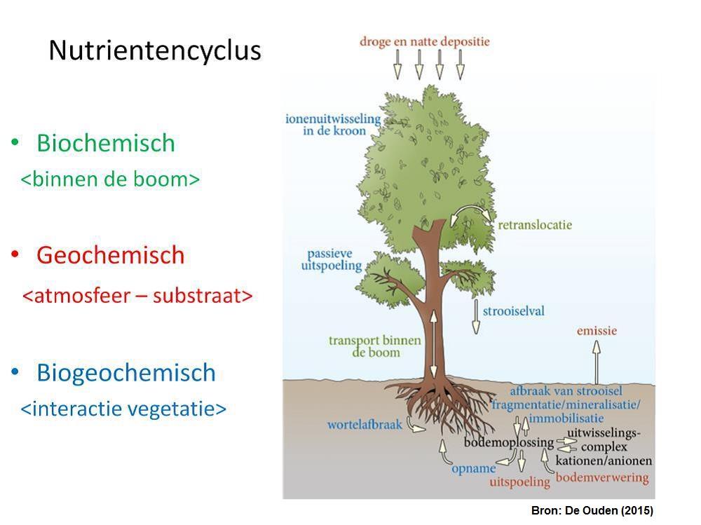 Bodemnutriënten & elementvoorraden & bodemleven Nutriënten Uit lucht en water Koolstof (C), Waterstof (H) Zuurstof (O 2 ) Via bodem & biota Stikstof (N) Fosfor (P)