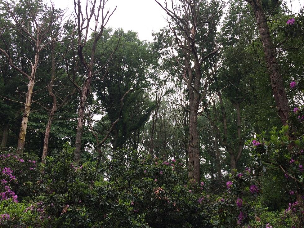 Bosbeheer ~ hydrologie Vele Vlaamse bossen aangelegd op rabatten = drainagesystemen Bij gewijzigd hydrologisch beheer (stand still