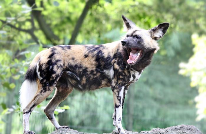 Zoogdieren Afrikaanse