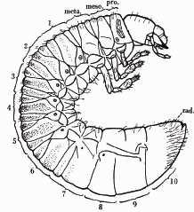1 geeft het zijaanzicht van het 4 de larvale stadium van de roestbruine bladsprietkever en de meikever weer, waarbij de figuur van de bladsprietkever 6,5