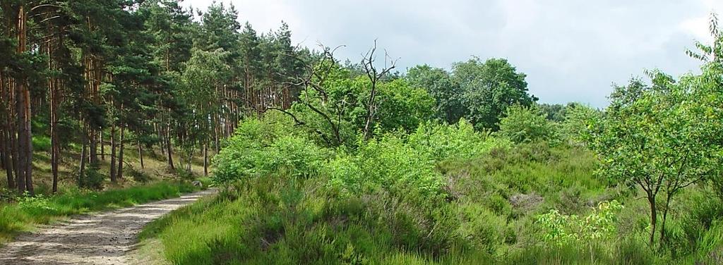 Als bijzondere planten kunnen we zwartblauwe rapunzel, kleine pimpernel, trilgras en betonie