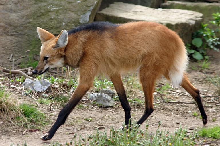 sokken aanheeft. De roodbruine vacht met langere nekharen glanst in de zon. Je ziet alleen wat witte plukjes aan de binnenkant van zijn grote oren, onder de bek en op zijn staart.