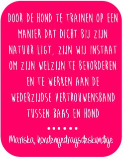 Ik heb de ontwikkeling van de hond in kaart gebracht en de huidige problemen bekeken, zodat ik je kan vertellen hoe je nou invulling kunt gaan geven aan de behoeften van de hond.