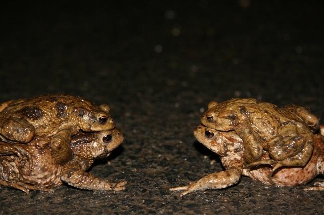 Paddenoverzetactie doelgroep: derde, vierde, vijfde en zesde leerjaar duur: ongeveer 2,5 uur data: februari, maart en april kostprijs: gratis locatie: Liedermeersweg: overzetactieplaats