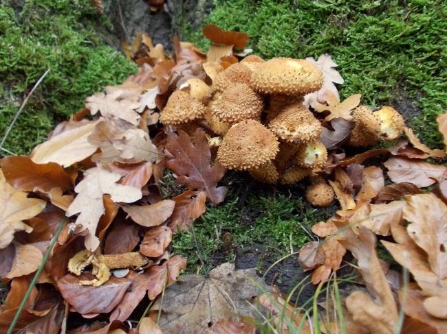 powerpoint Herfst doelgroep: eerste, tweede, derde, vierde, duur: ongeveer 2 uur vijfde en zesde leerjaar kostprijs: gratis data: september, oktober en november groep: max.