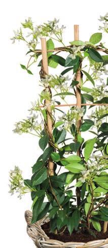 ca. 35 cm Hydrangea arborescens Strong
