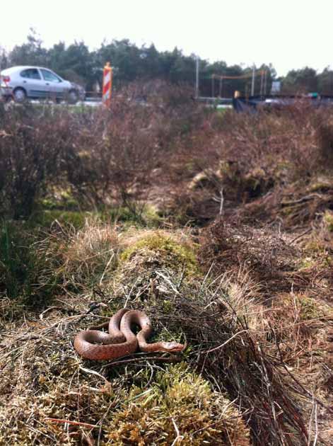 en nieuwe faunaverbindingen zoals dassentunnels (voor das, vos, boommarter en andere marterachtigen) aan te leggen.