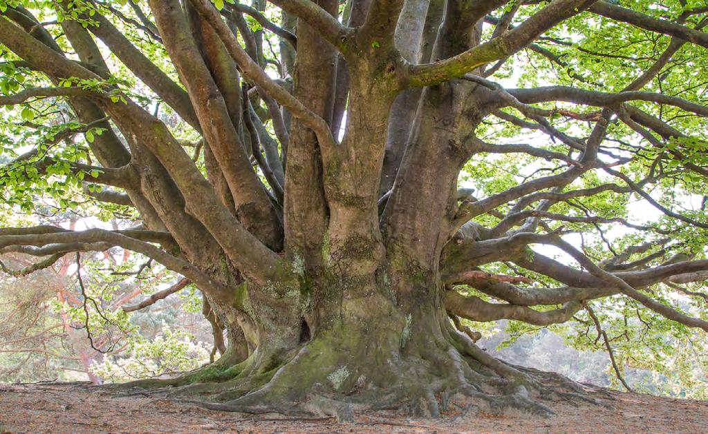 Uien worden in Drenthe siepels genoemd.