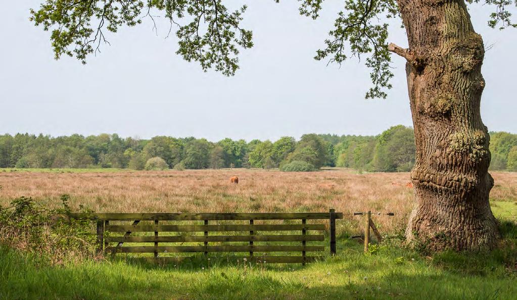 5 In het beekdal grazen de koeien.