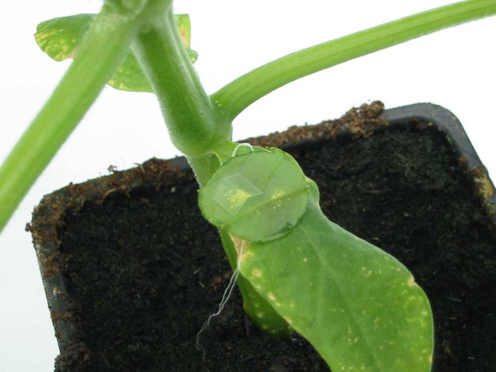Figuur 2. Inzet van bladponsje met roofmijten op een komkommerplant. Tabel 2.